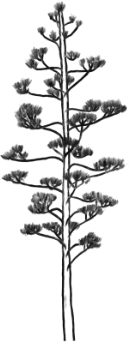 Quiote de agave en flor