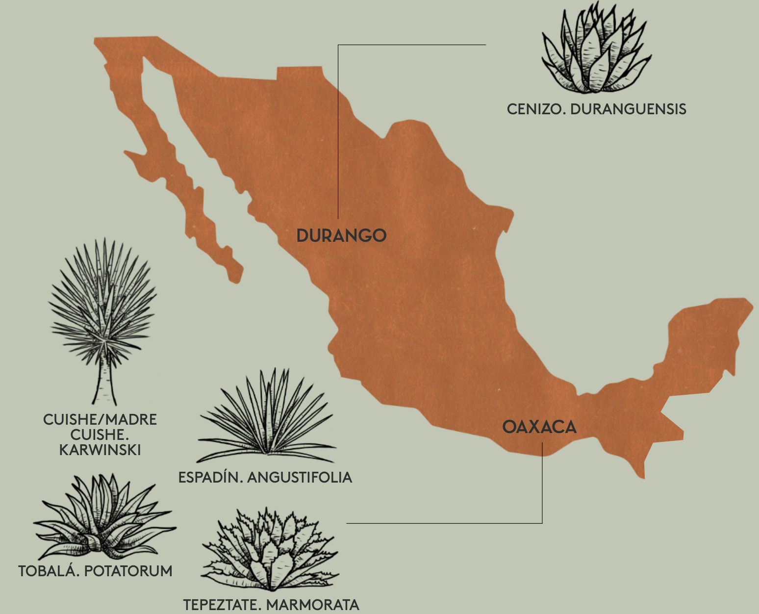 Mapa de México con los estados productores de Durango y Oaxaca y las cinco variedades de agave: Cenizo, Cuishe, Espadín, Tobalá y Tepeztate